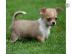# mini MiNi Chihuahua Welpen !Papiere! s
