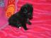 Super~s��e~zwergspitze~pomeranian~ welpe