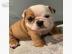 Zuckers??en Englische Bulldogge Welpen. W