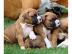 KC hat 6 wundersch?ne Boxerwelpen regist
