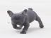 Franz?sische Bulldog Welpen