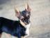 Mini Chihuahua 1kg r�de
