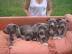 Typvolle American Staffordshire Terrier