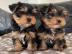 Yorkie-Welpen verf�gbar, m�nnlich und we