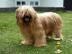Reinrassige Briard Welpen mit Stammbaum