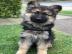 Dutch Shepherd X Deutscher Sch�ferhund