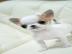 chihuahua welpen