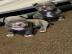 Pitbull-Welpen, 2 H�ndinnen und 2 R�den,
