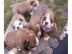 Reinrassige Englische Bulldogge Welpen