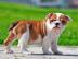 Englisch Bulldogge Welpen mit adorable C