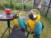 blaue und gelbe Ara-Papageien
