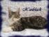 Maine Coon Kitten mit Staumbaum