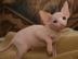 Sphynx Katzen mit Stammbaum