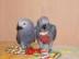 Venezuela Amazone Papagei mit K�fig