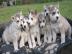 Reinrassige Siberian Husky Welpen. 