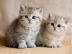 Whiskas BKH Kitten in silver tabby m.  Pa