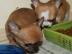 S��e,Reinrassige Chihuahuawelpen (Langha