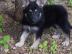 Treffen Sie diese gl�cklichen Sch�ferhu