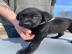 Wundersch�ne Labrador-Welpen suchen ein
