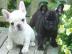 Franz�sische Bulldoggen Welpen