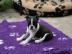 Boston Terrier Welpen /R�de VDH/KfT Abga