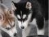 **** SIBERIAN HUSKY WELPEN****