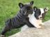 Franzsische Bulldoggen Welpen abgabeber