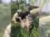 Wundersch�ne Cane Corso Welpen