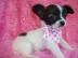 Zuckers�sse MINI chihuahua welpen