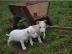 Bull terrier Welpe APBT 12 Wochen alt, w