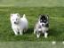 Pomsky Welpen