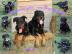 Beauceron Welpen mit Stammbaum
