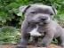 Super American Staffordshire Welpen Blue