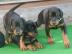 Super Sozialisierte Dobermannwelpen mit