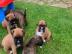 Liebevolles Boxer Welpen (M?dchen und Ru