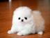 Wunderschone Mini Pomeranian Zwergspitz