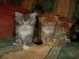 Maine Coon Babys mit Stammbaum