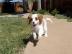 Cavalier King Charles Welpen zu gehen