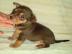 chihuahua Welpen