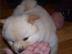Gorgeous Chow Chow puppy