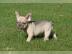 Franz�sische Bulldoggen Welpen