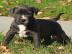 Reinrassige American Pit Bull Terrier We