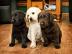 Labrador Retriever Welpen