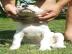 Dogo Argentino Welpe zu verkaufen