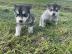 Siberian Husky Weiblich Welpen mit Stamm