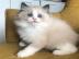 Reinrassige Maine-Coon-K�tzchen
