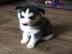 Gray Female Siberian Husky Puppy