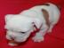 Englische Bulldogge Welpen mit FCI Ahnen