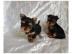 mini Yorkshire Terrier Ahnentafel Welpen