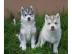 2 reinrassige Siberian Husky Welpen